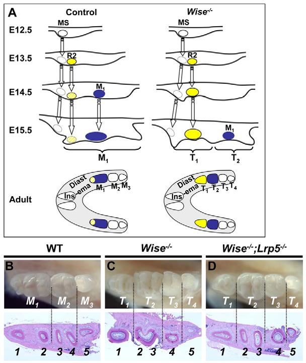 Control of Wnt signaling in tooth development RESEARCH ARTICLE 3225 Fig. 3. Abnormal partitioning of the tooth field in Wise-null mice.