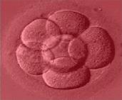 Preimplantation genetic screening (PGS) Standard embryo evaluations do not reveal