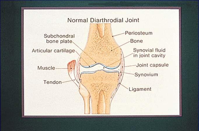 Synovial lining is a thin membrane enclosing the joint space.