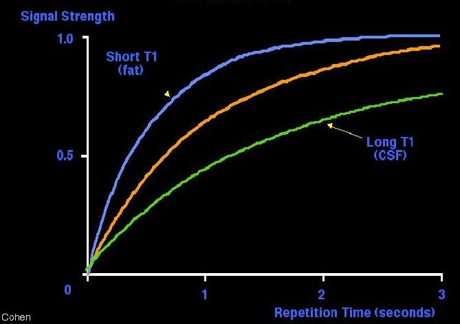 T1 and TR T1 = recovery of longitudinal (B0) magnetization used in anatomical images ~500 1000 msec (longer with bigger B0) TR (repetition