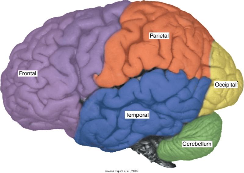 1.0 Introduction The geography of the brain The four major lobes of the brain are visible from a lateral view.