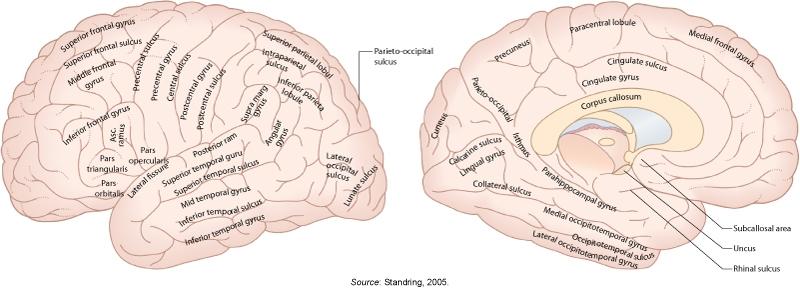 1.0 Introduction The geography of the brain Some important landmarks of the brain in the left