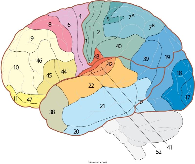 1.0 Introduction The geography of the brain The Brodmann classification (based on microscopic cell differences) of regions in the left hemisphere,