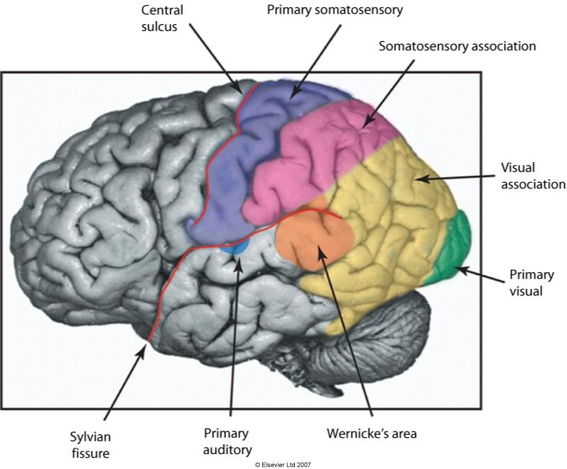 3.0 From where to what : the functional roles of brain regions Output and input: the front-back division The frontal lobe typically is involved in executive and motor (output) functions.