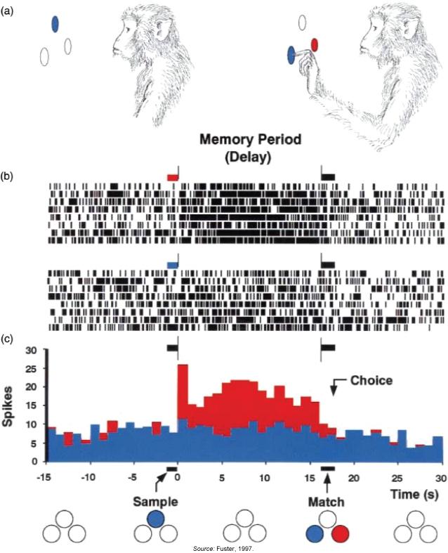 A range of useful tools -measuring electric and magnetic signals Single-unit recording: Recording from individual neurons can tell us about spiking patterns in the brain.