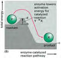 6 How do enzymes Work?