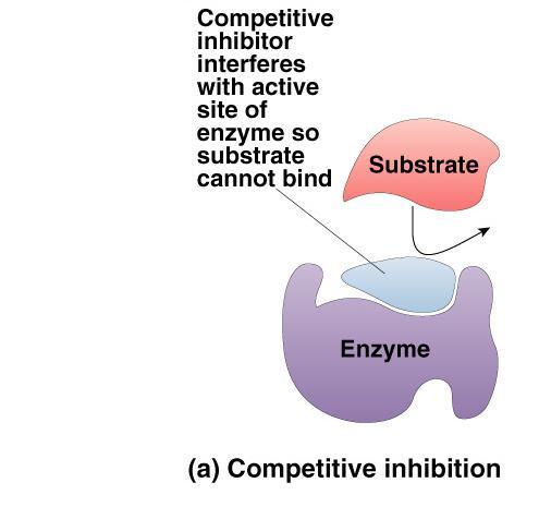 Competitive Inhibitor Inhibitor & substrate compete for active site penicillin blocks bacteria use to build cell walls disulfiram (Antabuse) treats chronic alcoholism blocks that breaks down