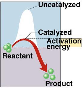 Enzymes Biological catalysts proteins (& RNA) facilitate chemical reactions increase rate of reaction without being consumed reduce activation energy don t