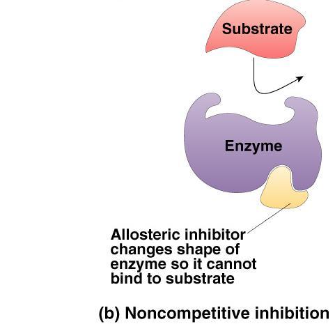 Non-Competitive Inhibitor Inhibitor binds to site other than active site allosteric inhibitor binds to allosteric site causes to change shape conformational change active site is no longer functional