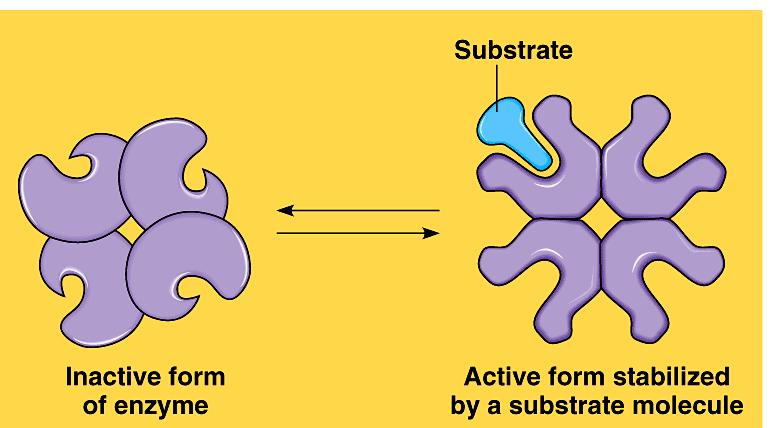 Cooperativity Substrate acts as an activator substrate causes conformational change in induced fit favors binding of substrate at 2 nd site