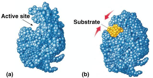 Induced fit model More accurate model of action 3-D structure of fits substrate substrate binding cause to