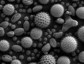 to Amino Acids Pollen