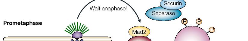 The mitotic spindle assembly checkpoint APC: Anaphase