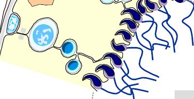 Spermatogenesis in mammals Interstitial tissue Sertoli Cells Peritubular cells