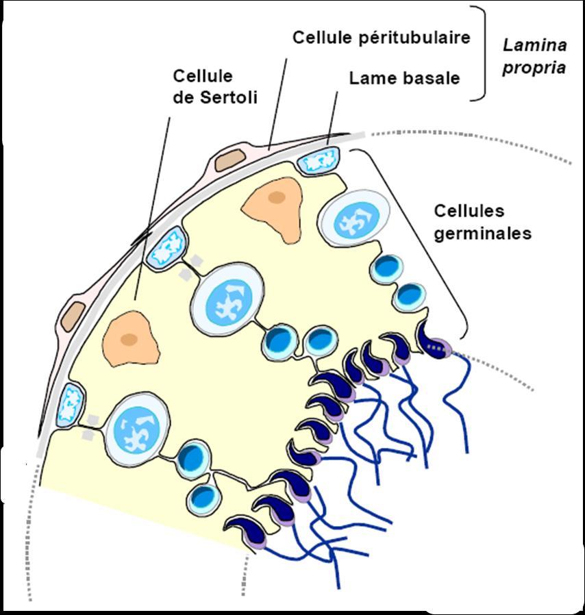 Peritubular cells Spermatids (n) Spermiogenesis Spermatozoa (n) Seminiferous