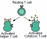 Certain T cells, which also patrol the blood and lymph for foreign invaders, can do more than mark the antigens; they attack and destroy diseased cells they recognize as foreign.