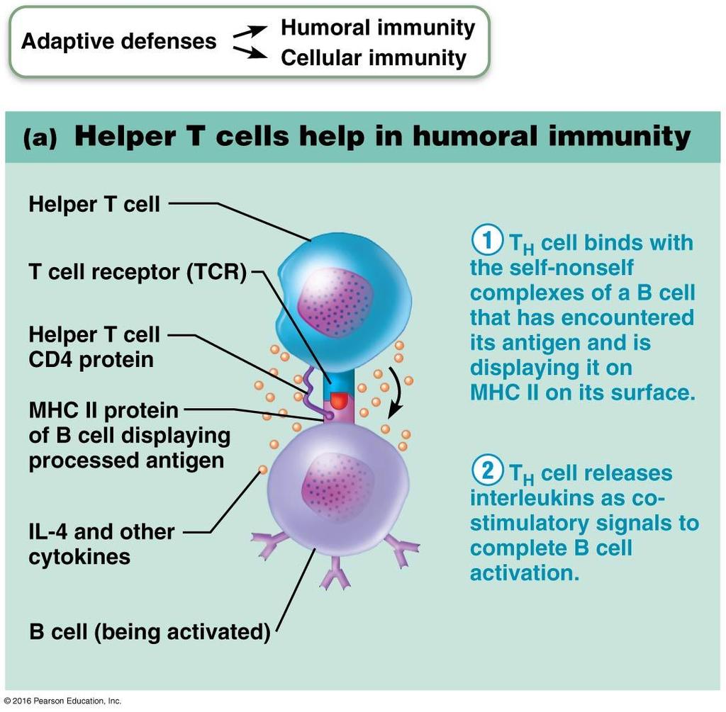 Cell- Mediated immunity (CMI) 1.