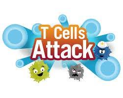 B cells make antibodies.