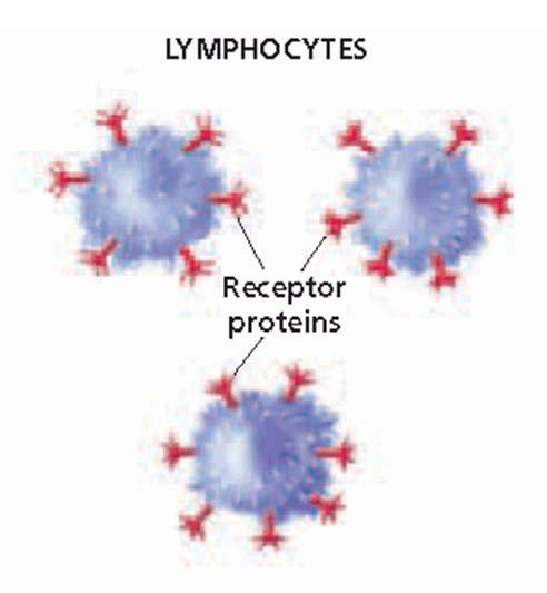 RECOGNIZING PATHOGENS An antigen is any substance that the immune system does not recognize as part of the body.