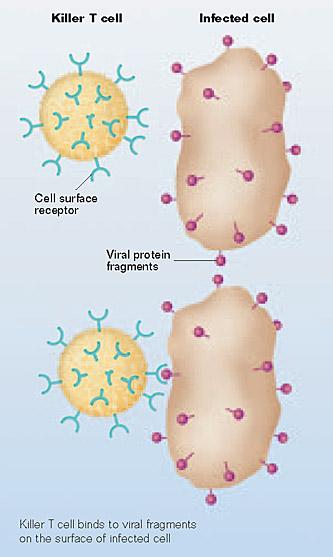 HOW A CYTOTOXIC T CELL