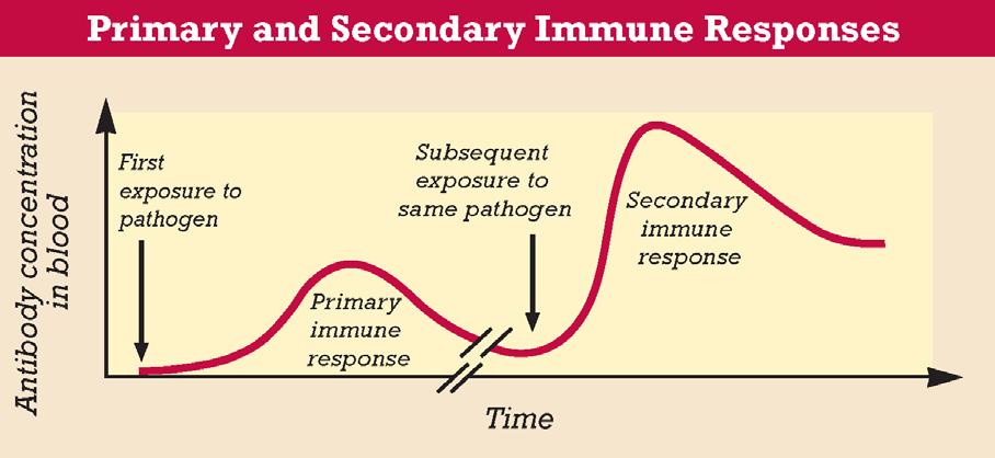 PRIMARY AND SECONDARY IMMUNE RESPONSES The first time the body encounters an antigen, the immune response is called a primary immune response.