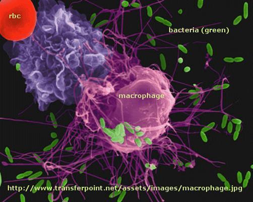 Activating a Specific Immune Response When a macrophage engulfs and destroys a pathogen, the antigen is