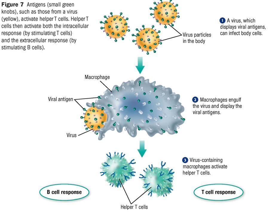 The Immune Response System