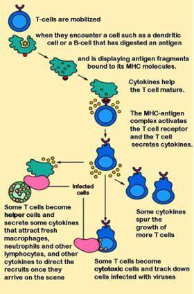 Activating a Specific Immune Response Helper T cells coordinate two responses: destroying