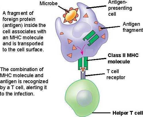 Activating a Specific Immune Response Helper T cells have specific antigen receptors on