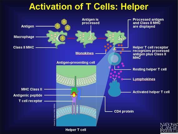 Activating a Specific Immune Response Helper T cells are activated when their receptors bind to antigens.