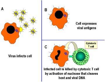 Destroying Infected Cells The new cytotoxic T cells