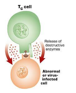 Destroying Infected Cells, continued When they bind, the cytotoxic T cells