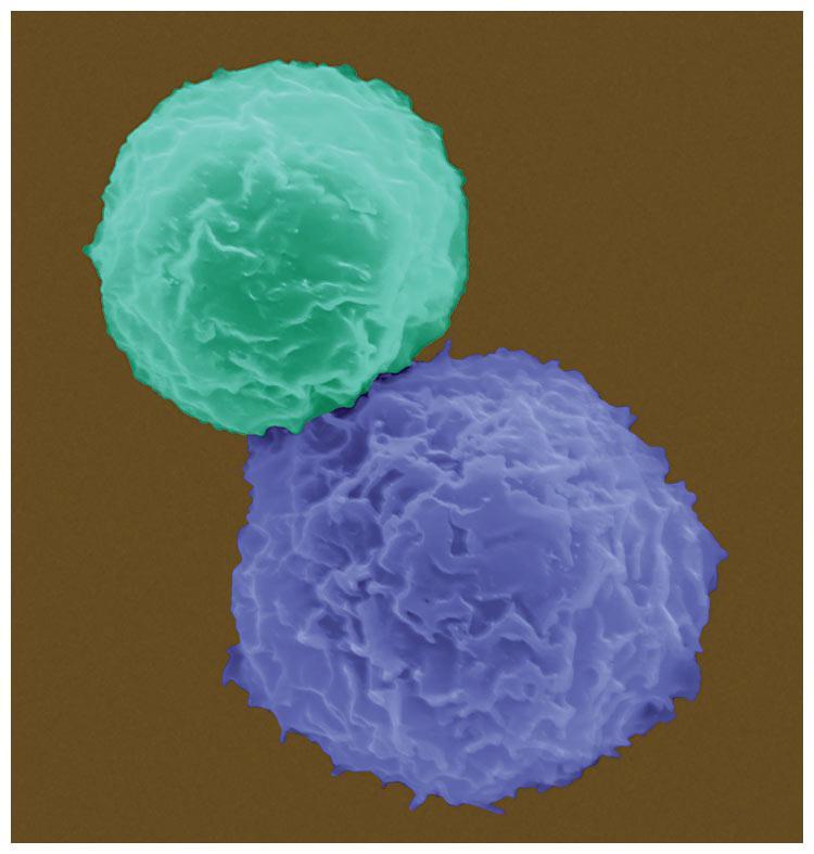 Removing Pathogens at Large Helper T cells also activate B cells.