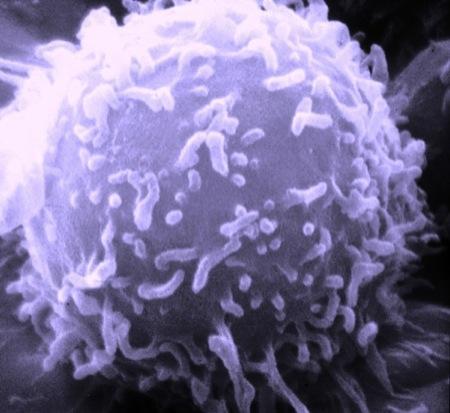 A type of T cell that recognizes and destroys cells