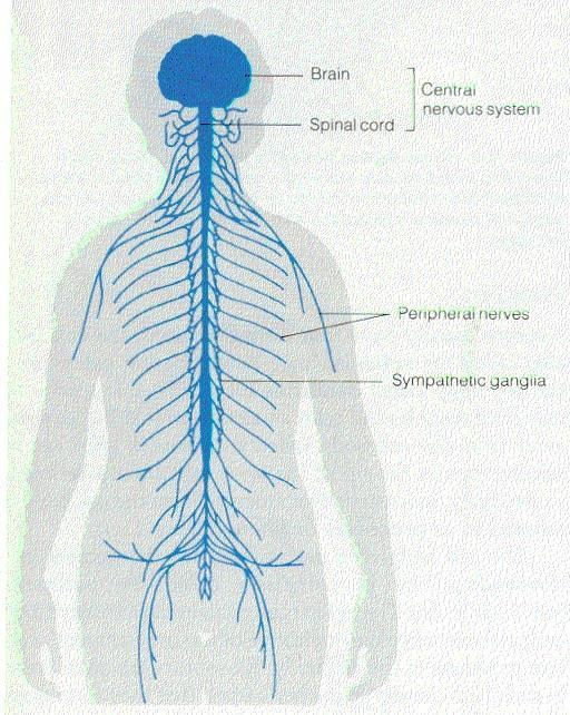 Organization of the Nervous System: Two Major Portions: The central nervous system (CNS) and the peripheral