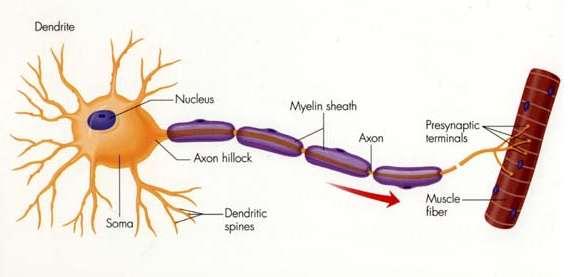 A Neuron