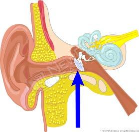 The eardrum is a membrane that vibrates when sound waves reach it. The eardrum is a structure that separates the outer and middle ear.