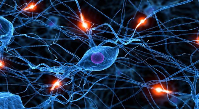Neuronal Networks Connection of