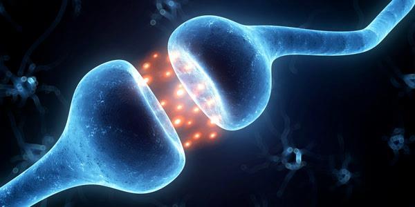 Synapses Connection between 2 neurons Axon (neuron #1) and