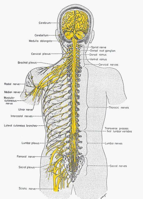 Central nervous system (CNS) -