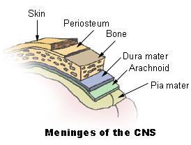 The meninges The brain is enclosed by three membranes - the meninges - within the