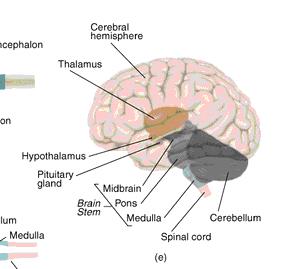 The diencephalon consists