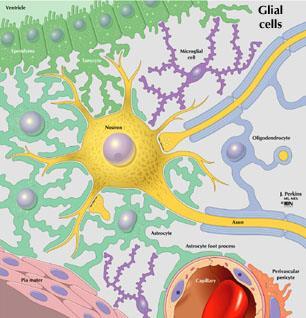 Since neurons have highly specialized shapes, they rely on helper cells to assist
