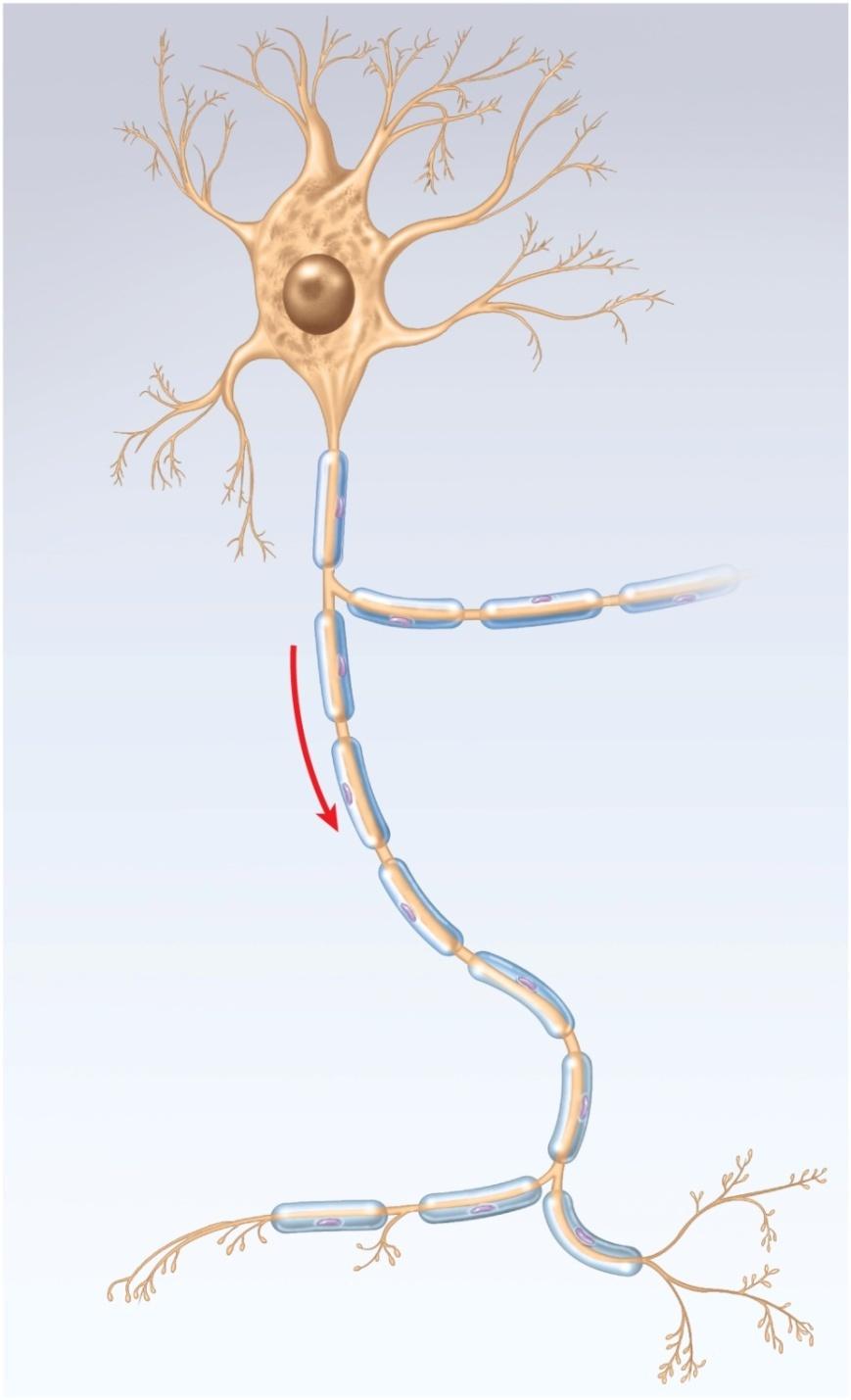 Structure of a Neuron Copyright The McGraw-Hill Companies, Inc. Permission required for reproduction or display.