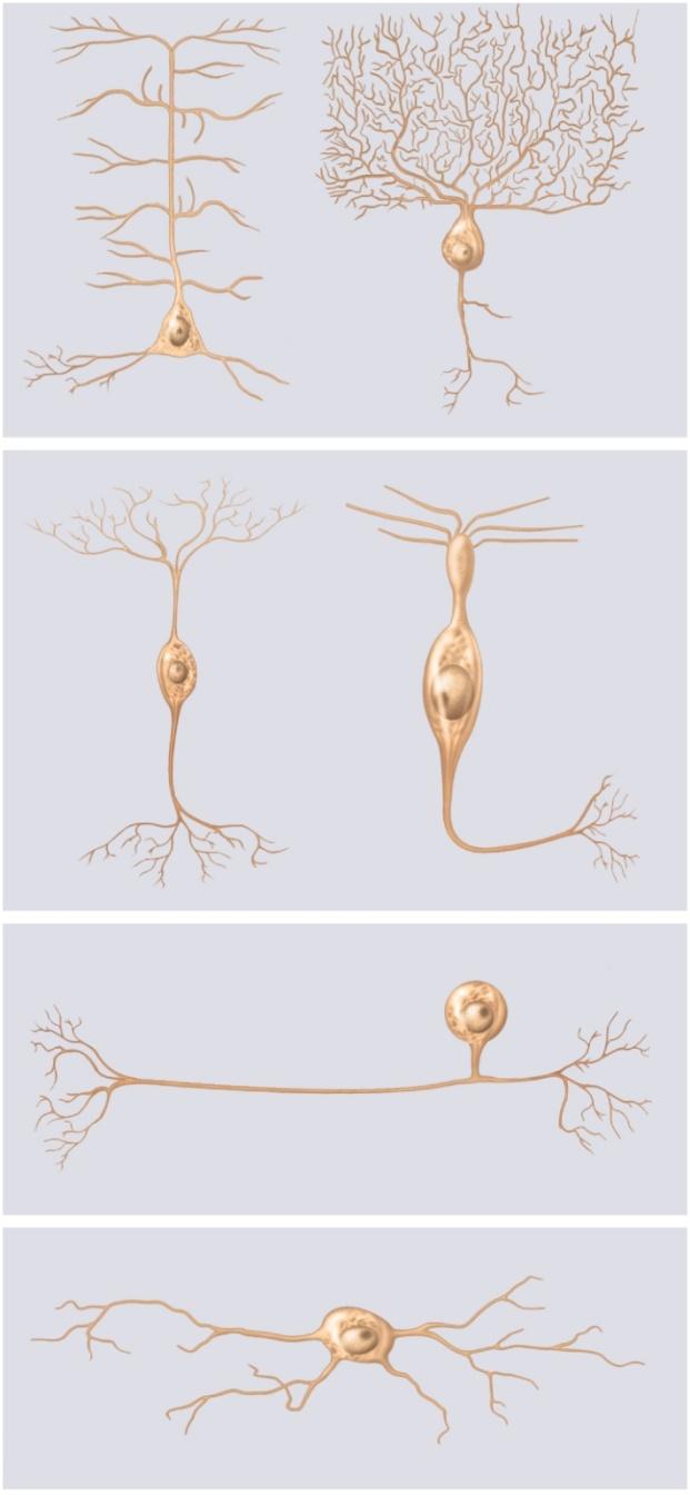 Variation in Neuron Structure Copyright The McGraw-Hill Companies, Inc. Permission required for reproduction or display.