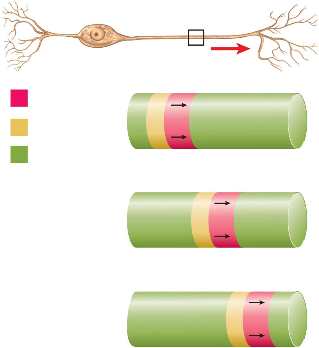 Nerve Signal Conduction Unmyelinated Fibers Copyright The McGraw-Hill Companies, Inc.