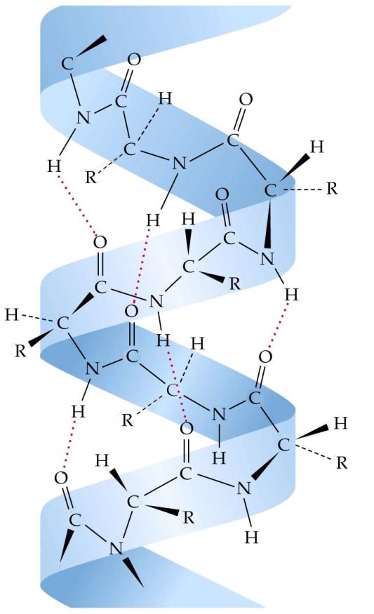 α-helices