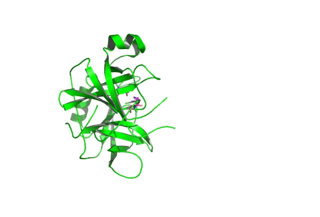ydrolysis of a peptide bond chymotrypsin acrosin Factor X '