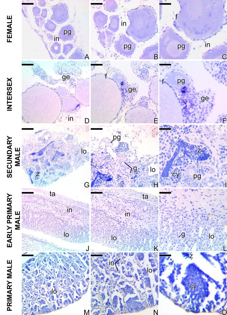 Figure S2. Negative control of the immunohistochemistry for detection of the metalloproteinases in gonads of S. marmoratus: A-C) Ovary. D-F) Early transitional ovary during intersex.