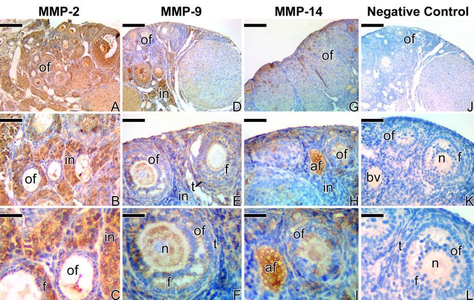 Figure S3. Positive control of the immunohistochemistry for detection of the metalloproteinases in ovary of mouse (Swiss). A-C) Immunolocalization of the MMP-2. D-F) Immunolocalization of the MMP-9.